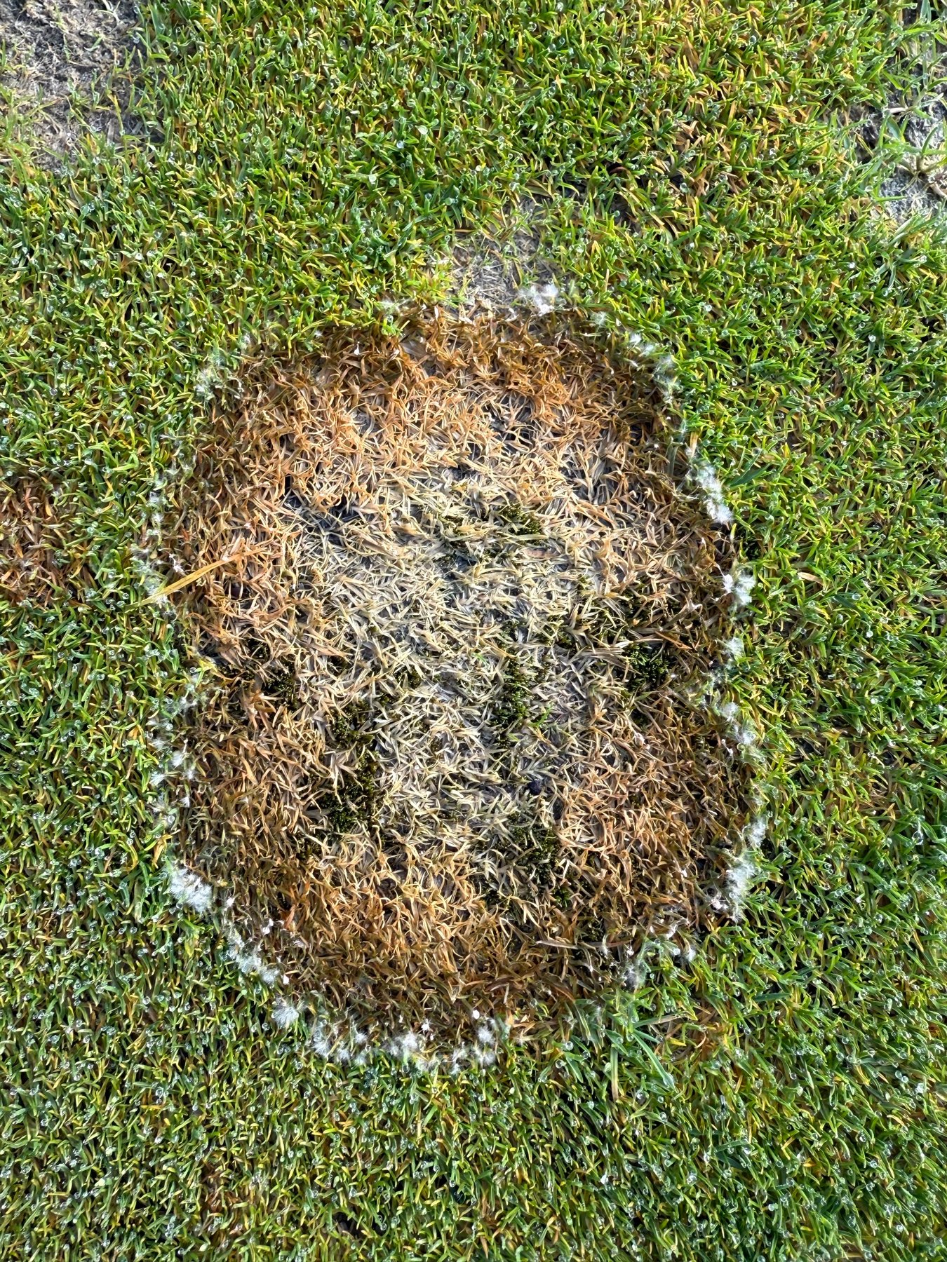 Attaque de fusariose sur un green, mycélium blanc en périphérie