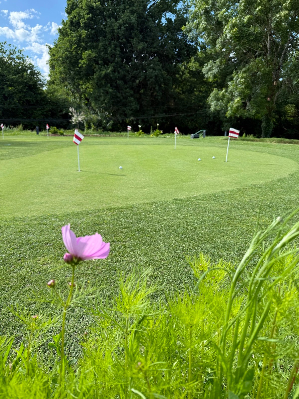 Green privé avec fleur de cosmos au premier plan